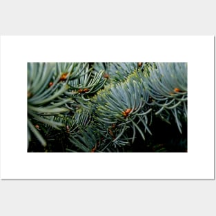 Pine tree bows Posters and Art